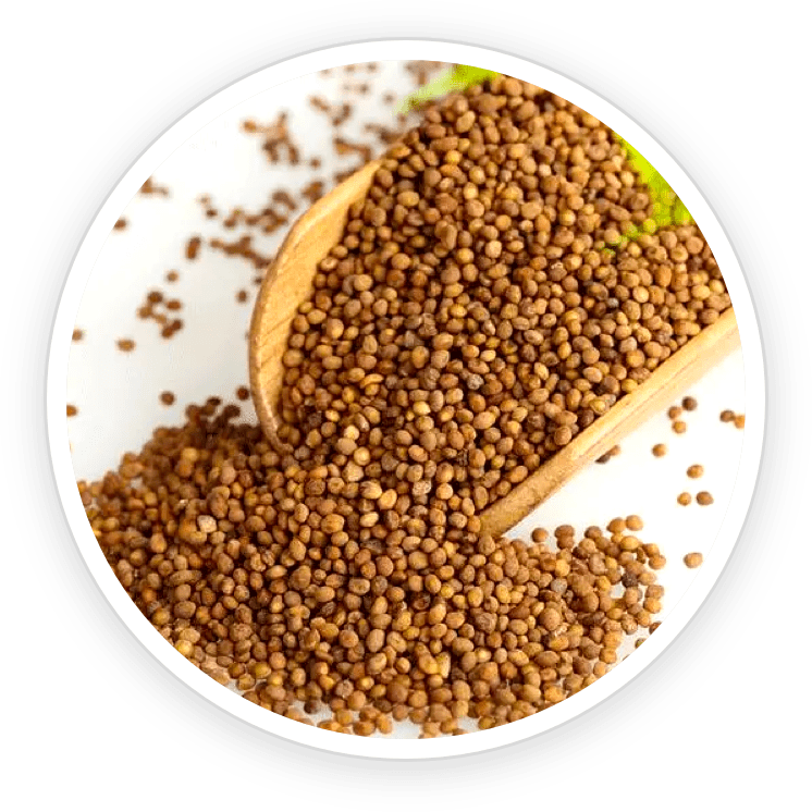 Dodder Seed ingredient  - Emperor’s Vigor Tonic Ingredient