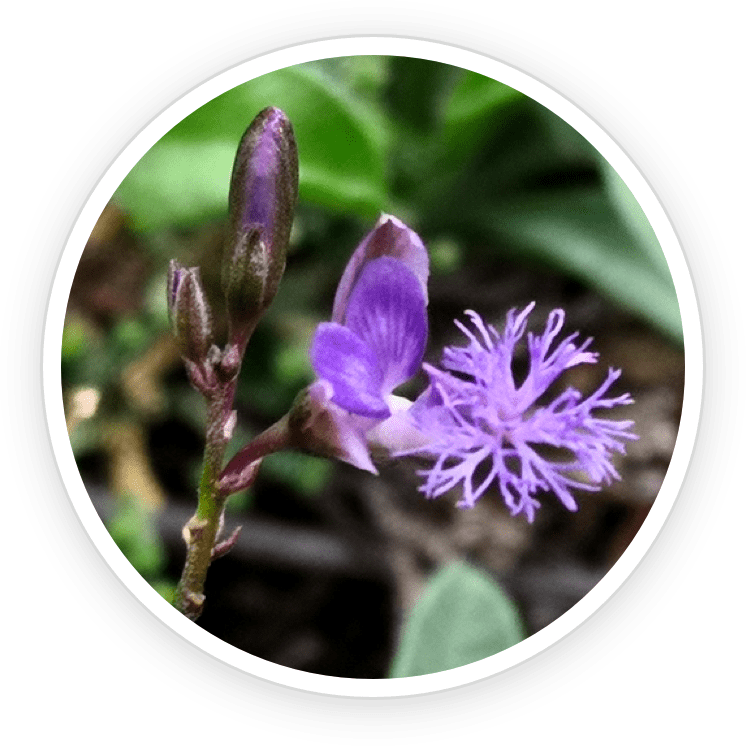Polygala Tenuifolia ingredient  - Emperor’s Vigor Tonic Ingredient